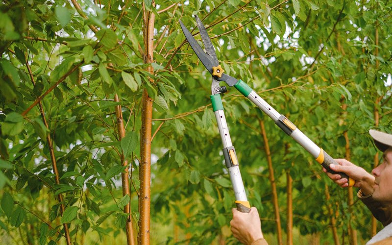 Tree trimming in Warren, AR